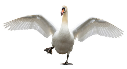 Mute swan flapping wings with one leg up isolated PNG with Transparent Background