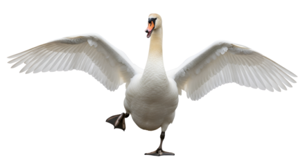 Mute swan flapping wings with one leg up isolated PNG with Transparent Background