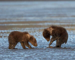 Obraz premium Two small bear cubs digging for clams in the wet sand