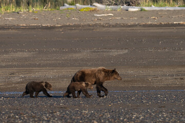Fototapeta premium Mom bear and her two cubs walking on the beach