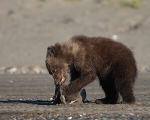 Baby bear cub trears at a shark for breakfast © feeferlump