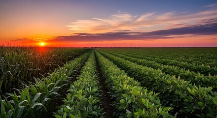 Vibrant sunset over a lush green agricultural field.