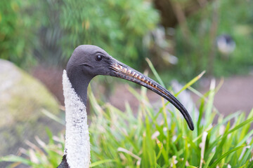 The straw-necked ibis (Threskiornis spinicollis) at the Berlin Zoo. A large bird with a bare black head and a long, down-curved black beak.