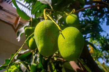Close up of unripe green mangoes or Mangifera indica hanging from a tree branch in a sunlit residential area highlighting tropical fruit growth, natural texture, and everyday freshness.