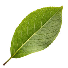 Obraz premium Single vibrant green leaf isolated on white background