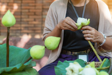 Hands of woman folding petal lotus for pray Buddha. Woman arrangement by handmade for religious...
