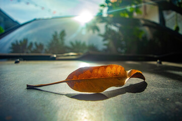 Dry curled leaf casting a sharp shadow on a car hood under bright sunlight highlighting contrast...