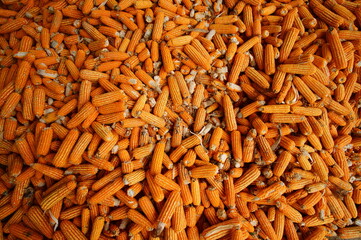 Close-up view of dried corn cobs stacked together, showing natural texture and vibrant orange color. Ideal for concepts of agriculture, harvest, animal feed, food industry, and organic farming backgro