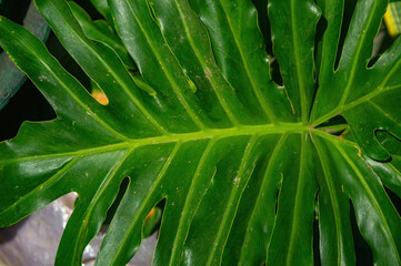 Close up of tropical leaf or Monstera deliciosa with deep lobes, glossy surface, and bold veins highlighting vibrant foliage texture, natural symmetry, and ornamental plant beauty.