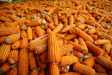 Heap of dried corn cobs for agriculture and food production