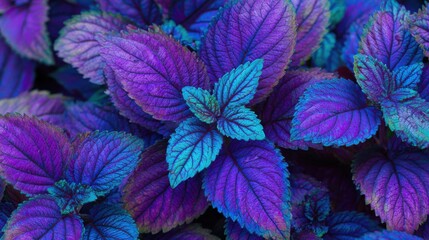 Fototapeta premium Bright, vibrant leaves show off a mix of purple and blue hues, highlighting nature's beauty. This captivating foliage thrives in a garden, illuminated by natural sunlight.