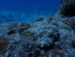 沖縄・石垣島海底に潜む深海魚、ワニゴチ
