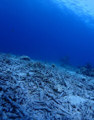 石垣島海底・白化した枝状珊瑚のミドリイシ
