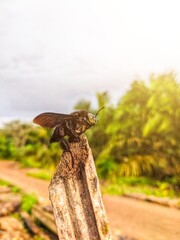 Xylocopa latipes insects or black beetles that land on wooden branches in the morning