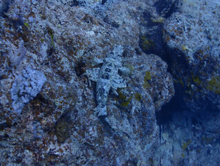 沖縄・石垣島海底に潜む深海魚、ワニゴチ
