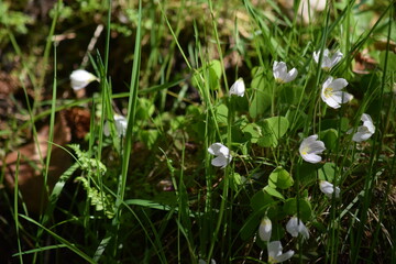 Naturspaziergang im Wald