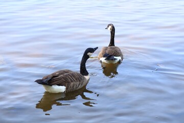Canada goose（カナダ雁）