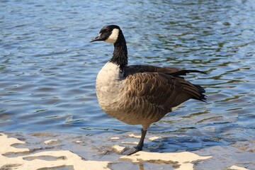 Obraz premium Canada Goose Standing on One Leg by Gently Rippling Riverbank in Soft Sunlight