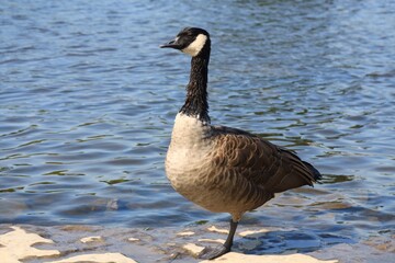 Obraz premium Canada Goose Standing on One Leg by Gently Rippling Riverbank in Soft Sunlight