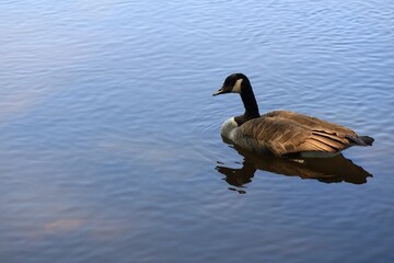 Canada goose（カナダ雁）