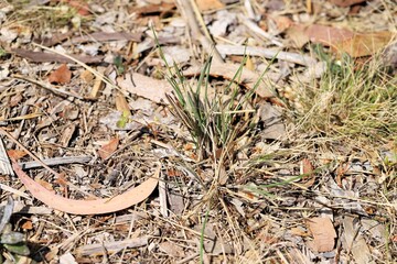 Inland Macrotona (Macrotona securiformis) feeding on vegetation, South Australia