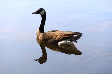 Canada goose（カナダ雁）