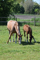 Fototapeta premium Pferdeliebe