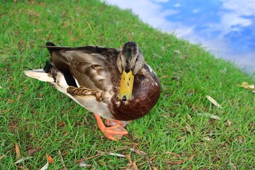 水辺にくつろぐカモ
