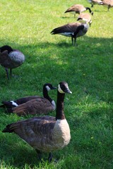 Canada goose（カナダ雁）