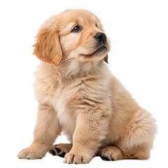 Adorable Golden Retriever Puppy Sitting and Looking Up