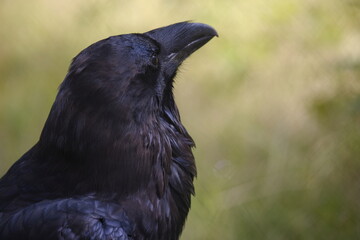 Kolkrabe - Corvus corax