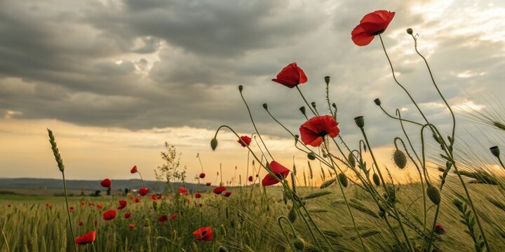 A field of red poppies and wheat under a cloudy sky at sunset with a distant green landscape view