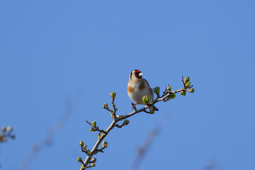 European Goldfinch (Carduelis carduelis) in Dublin (Ireland)