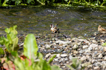 European Goldfinch (Carduelis carduelis) in Dublin (Ireland)