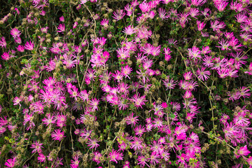 Pink blooming flowers background. Natural floral texture for design, wallpaper, or spring concept.