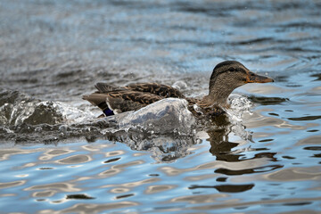 Duck and splash in the pond