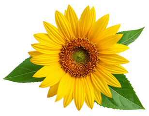 Fototapeta premium Bright Yellow Sunflower Bloom with Detailed Leaves Isolated on Transparent Background PNG