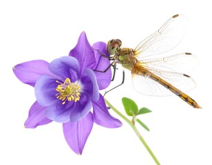 A dragonfly resting on a vibrant purple flower