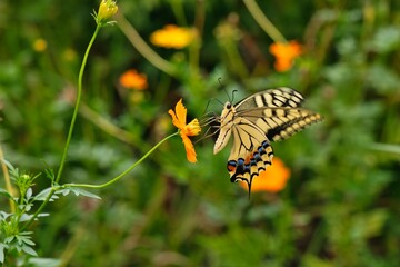 キバナコスモスとキアゲハ