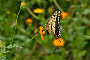 キバナコスモスとキアゲハ