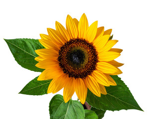 Obraz premium Elegant Sunflower with Lush Green Foliage and Stem Isolated on Transparent Background PNG