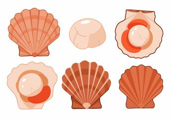 Vector illustration set of fresh scallops: closed and opened shells with meat and roe, plus a standalone adductor muscle, isolated on white background.