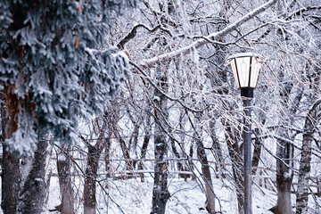 Winter atmospheric landscape with frost-covered dry plants during snowfall. Winter Christmas...
