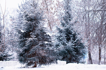 Winter atmospheric landscape with frost-covered dry plants during snowfall. Winter Christmas...