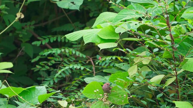 A Single Vinous-throated Parrotbill Foraging in a Lush Forest