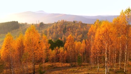 Drone flies over a bright yellow birch forest in autumn in the warm shades of evening light.
