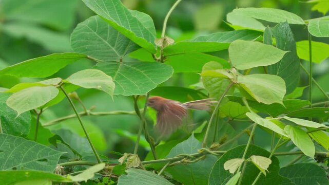 An Agile Vinous-throated Parrotbill Foraging in a Lush Green Forest