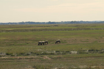 Sheep graze in the salt meadows near Mont Saint-Michel. France