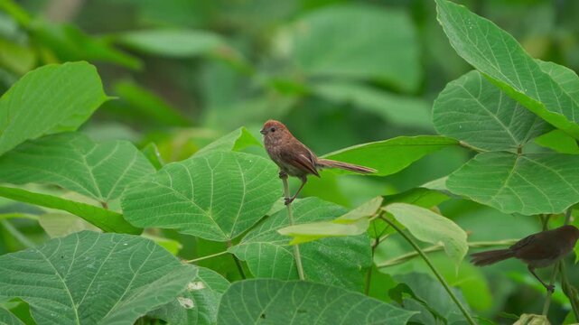 An Agile Vinous-throated Parrotbill Foraging in a Lush Green Forest