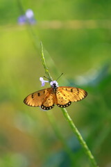 orange butterfly perched on a flower